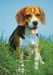 beagle01.jpg